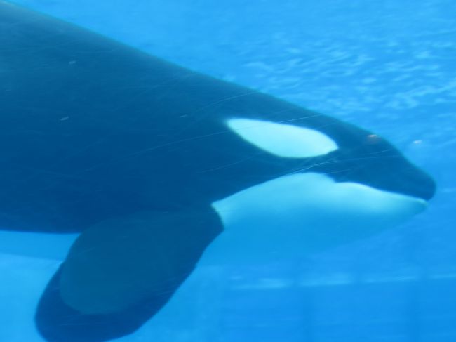 名古屋港水族館1 6 シャチ イルカが北館大水槽に サンゴ礁 南極海も 名古屋港 愛知県 の旅行記 ブログ By マキタン２さん フォートラベル