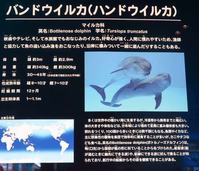 名古屋港水族館1 6 シャチ イルカが北館大水槽に サンゴ礁 南極海も 名古屋港 愛知県 の旅行記 ブログ By マキタン２さん フォートラベル