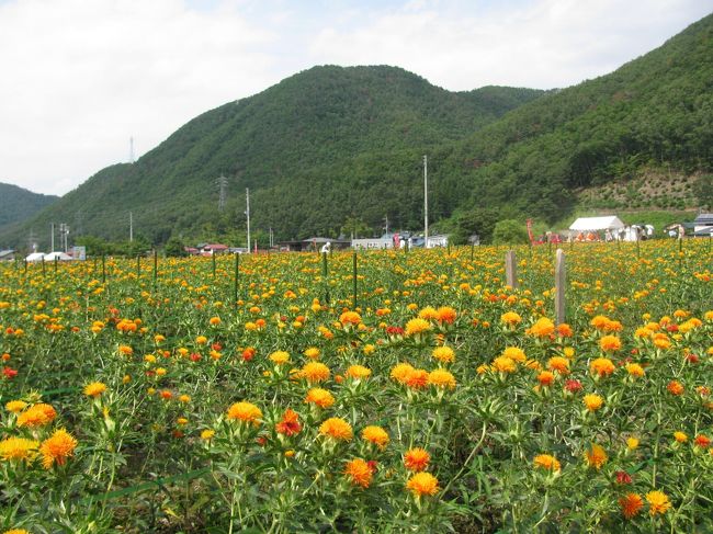 晴れおじさん 紅花まつり をハシゴする 山辺 中山 山形県 の旅行記 ブログ By アジア好きの晴れおじさんさん フォートラベル