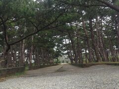 お次は、座喜味城跡。カフェから車で１５分程で到着。

沖縄っぽくない松