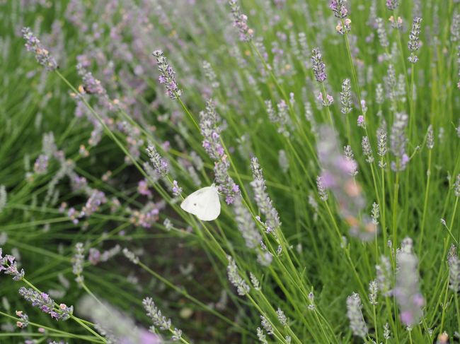 動く被写体は難しい。。。