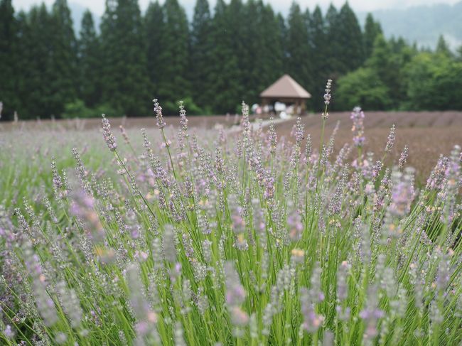 メインのラベンダーはちょっと残念だったけど、この長閑な雰囲気はいいな。
