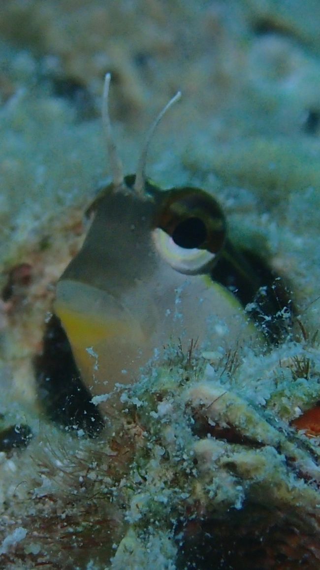 キャワユイ?です〜