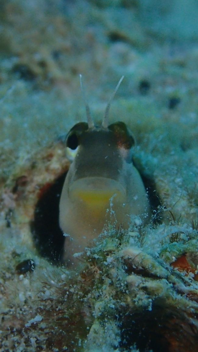 マヌケさがたまりません 笑