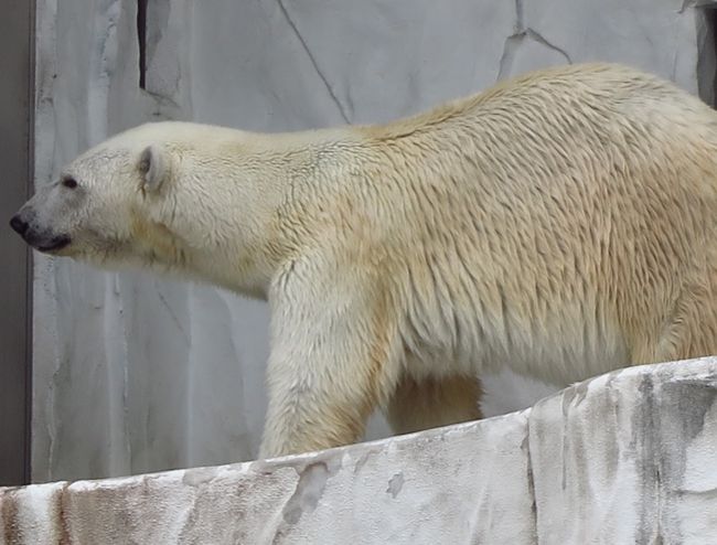 東山動物園6 8 エゾヒグマ 給餌は豪勢に マレーグマ ホッキョクグマも 名古屋 愛知県 の旅行記 ブログ By マキタン２さん フォートラベル