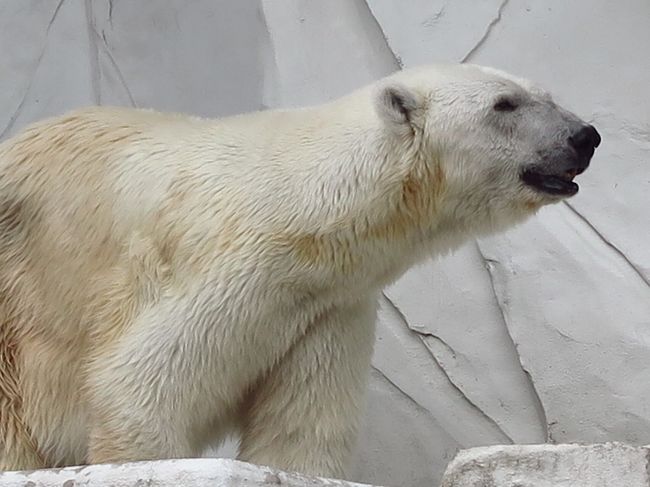 東山動物園6 8 エゾヒグマ 給餌は豪勢に マレーグマ ホッキョクグマも 名古屋 愛知県 の旅行記 ブログ By マキタン２さん フォートラベル