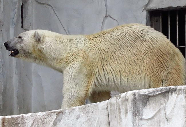 東山動物園6 8 エゾヒグマ 給餌は豪勢に マレーグマ ホッキョクグマも 名古屋 愛知県 の旅行記 ブログ By マキタン２さん フォートラベル