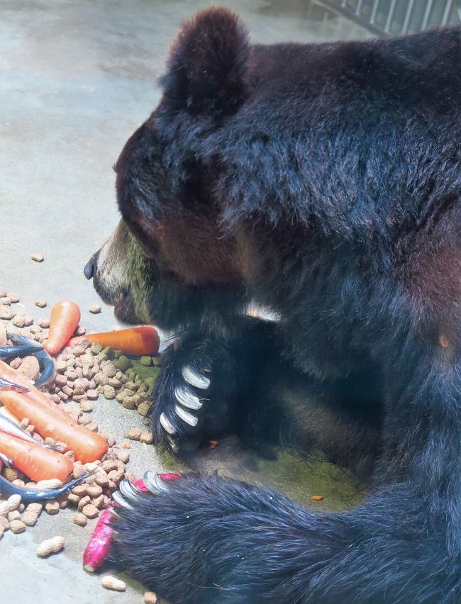 東山動物園6 8 エゾヒグマ 給餌は豪勢に マレーグマ ホッキョクグマも 名古屋 愛知県 の旅行記 ブログ By マキタン２さん フォートラベル