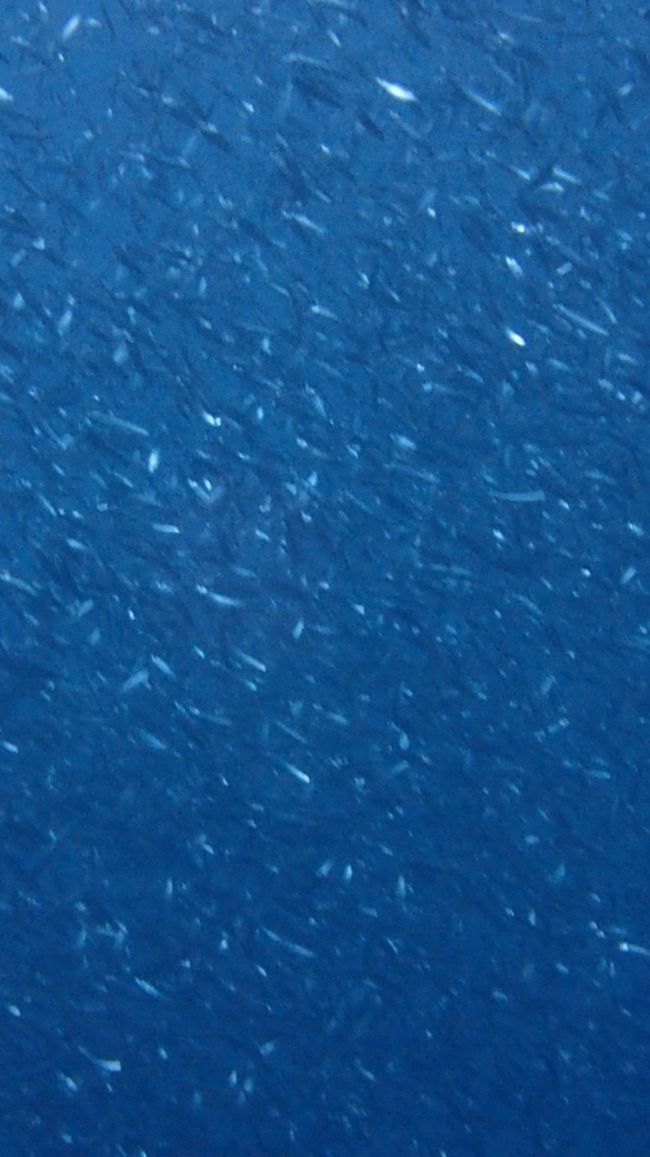 で イジケテ 鰯玉を見て遊んでいました 汗<br />玉の集団で複雑な鰯集団行動も面白いでした。