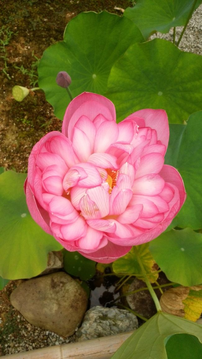 きれいに咲いていたので寄り道。<br /><br />あ、雨が。