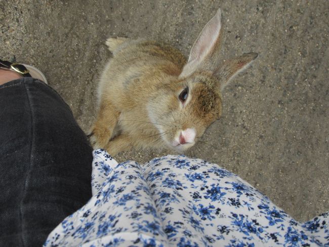 広島 世界遺産から野生動物とのふれあいと盛りだくさんの一人旅 Day2 大久野島 広島市 広島県 の旅行記 ブログ By Tabibitoさん フォートラベル 広島 世界遺産から野生動物とのふれあいと盛りだくさんの一人旅 Day2 大久野島 広島市 広島県 の旅行記 ブログ By Tabibitoさん フォートラベル