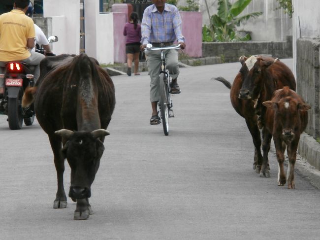 牛も犬も鶏も人もみんな、仲良く生活しています。