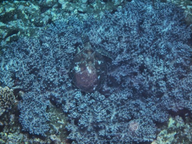 なんと途中で海亀さんに出会いました！<br />すぐいなくなっちゃったんだけど、帰りにも会えましたヽ(^o^)丿<br />見えづらいですよね、ごめんなさい。