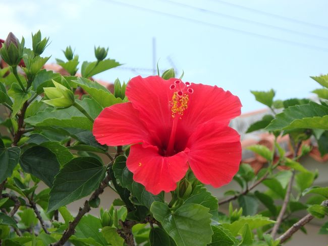 バス停はさっきのお店の横でした。<br />まだ時間があるのでお散歩。