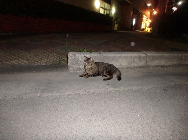 今夜は二次会に民謡居酒屋って決めていたので<br />お店に向かいます〜<br /><br />あ！石垣にゃんこ(^^)