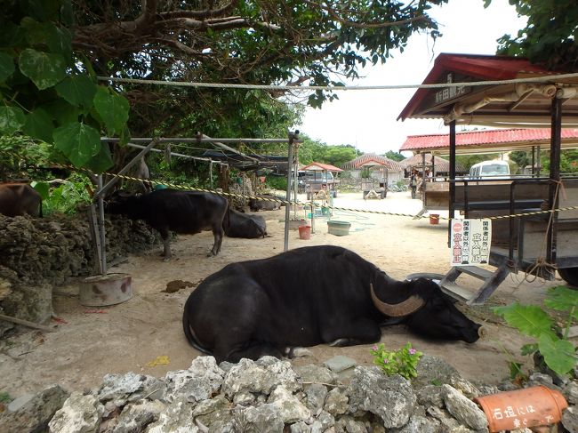 とりあえずサイクリング〜<br /><br />りっぱな角　急な日差しにばてている？<br /><br />ふと　息子くんの顔を見ると真っかっか(*_*)<br />曇っていたから帽子も無い軽装備で周ってしまって、油断してしまった！！<br />熱中症になってしまう