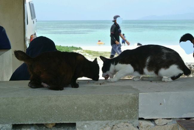 屋根つきの休憩所みたいな所に、にゃんこがウロウロ(=^・^=)<br /><br />猫餌を持参している親子がいました！<br /><br />海と猫、癒やされ〜