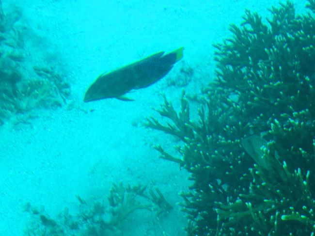 サンゴや魚達がいっぱい見られました。