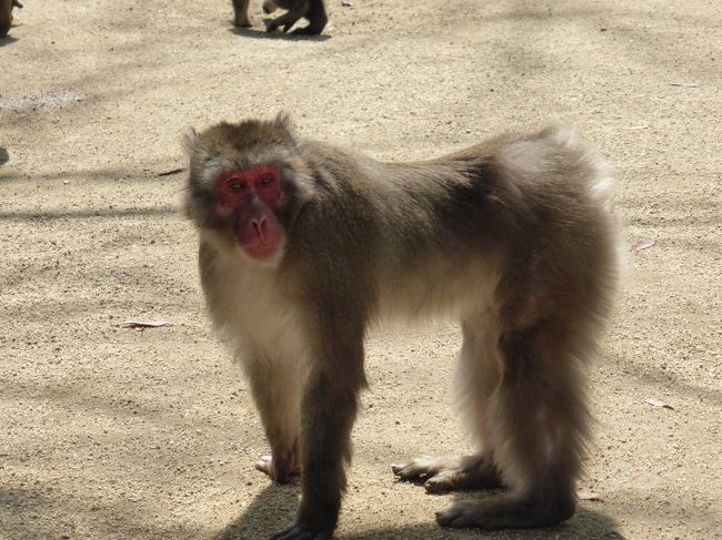 別府地獄めぐりと高崎山自然動物園へ 2日目続地獄めぐりと高崎山編 別府温泉 大分県 の旅行記 ブログ By くーもさん フォートラベル