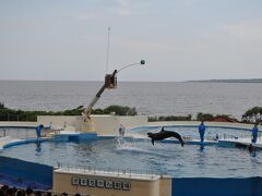 2日目、
美ら海水族館のおきちゃん劇場。
イルカたちのショーです。

美ら海水族館は、水族館の本館は有料ですが、イルカショーやウミガメなどのその他の付帯館は無料。海洋博公園に来た人ならだれでも見ることができます。

写真はショーですが、イルカと話をしたり、面白い取り組みもありますよ。