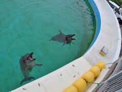 こちらはイルカラグーン。
手の届きそうなところにイルカが来ています。
ここも無料。

エサやりのアクティビティがあります。