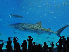 有名なジンベイザメのいる大水槽です。
人だかりが黒いシルエットになるところも、普通のカメラで再現できます。

八景島でも見ましたが、やはりこちらの方が一回り大きいですね。