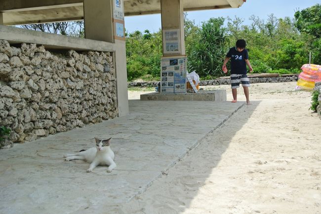 今回は「マンタスノーケリング」が結構ハードでしたが、貴重な体験が出来ました。私にとっては、少し泳ぎに自信が付いたかも！<br />「竹富島」は実はそんなに期待も無く行ったのですが、こんなに綺麗で感動するなんて、次回も訪れたい場所になりました。<br />晴れ間が出てラッキーでした！油断していたので日光アレルギー持ちの私は湿疹が凄かったくらい(^_^;)<br /><br />今年はこれで旅行はお休みです。<br />来春、久しぶりのホノルル旅行を計画しながら、日々頑張って過ごしていこうと思います(*^^)vほんとに行けますように！<br /><br />ここまでお付き合い下さいまして、ありがとうございました。<br />皆様の旅も楽しく思い出深いものとなりますように！<br /><br />