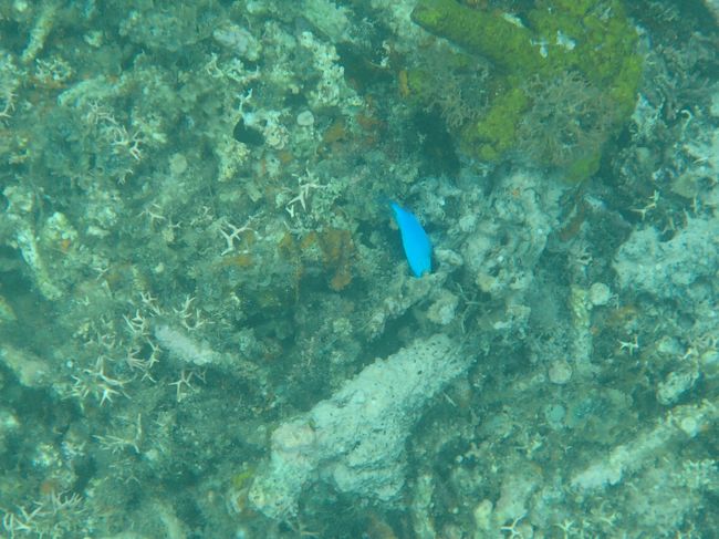 海に入れるだけでもいいです