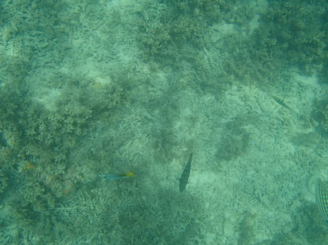 クラゲネットもあるので、魚すくないね〜