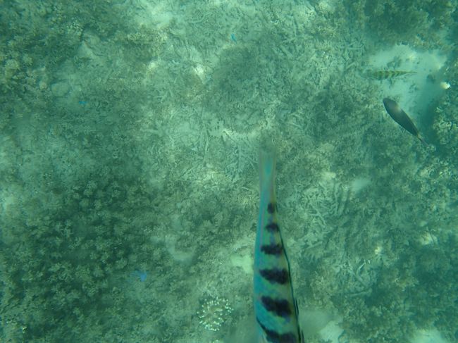 たまに見かけるお魚〜