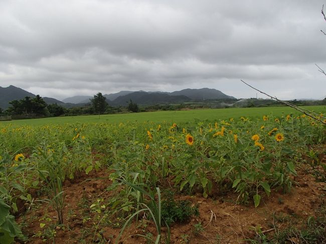 ひまわり畑発見ヽ(^。^)ノ