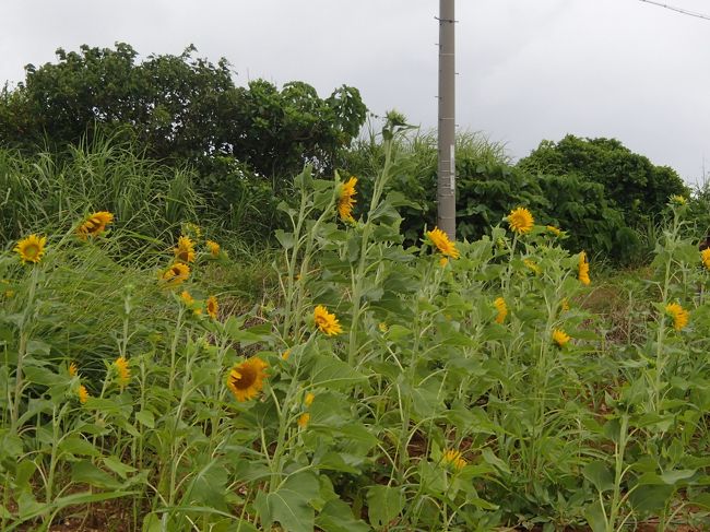 車から降りて見学<br /><br />
