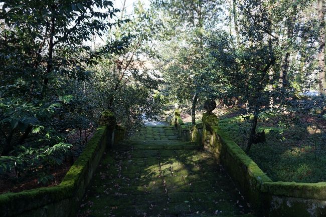 ちょっとした森。