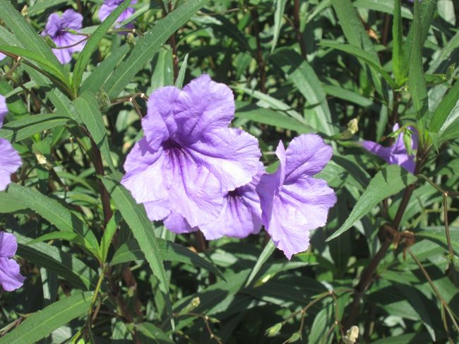 公園内に咲いていました