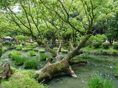 香椎宮の案内が見え入るとすぐに神池がありますが、神気溢れる雰囲気です。
福岡を代表する花菖蒲の名所だそうです。