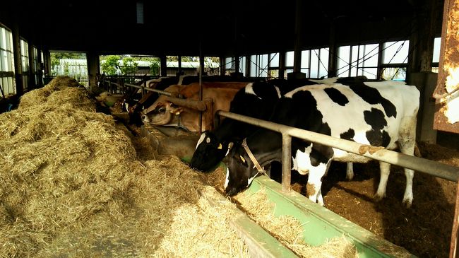 3日目は高千穂牧場へ。都城の方へも足を伸ばしたけど、写真はこれだけ。