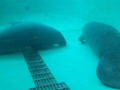 午後は、風も止まないので、海洋博公園にやって来ました。

こちらはマナティ館。
大きな図体のわりに可愛い顔をしていますが、やる気はあまりない感じですね。