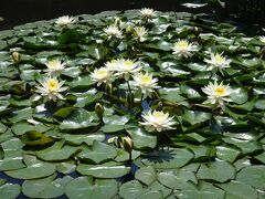 入ってすぐの池には睡蓮の花