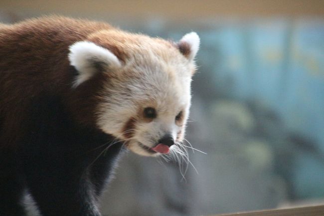 16年ロシア黄金の環めぐりの旅 第13日目 モスクワ動物園 １ レッサーパンダは男女いた 手強かった真っ白白ちゃんも今回はお顔もバッチリ拝めた モスクワ ロシア の旅行記 ブログ By まみさん フォートラベル