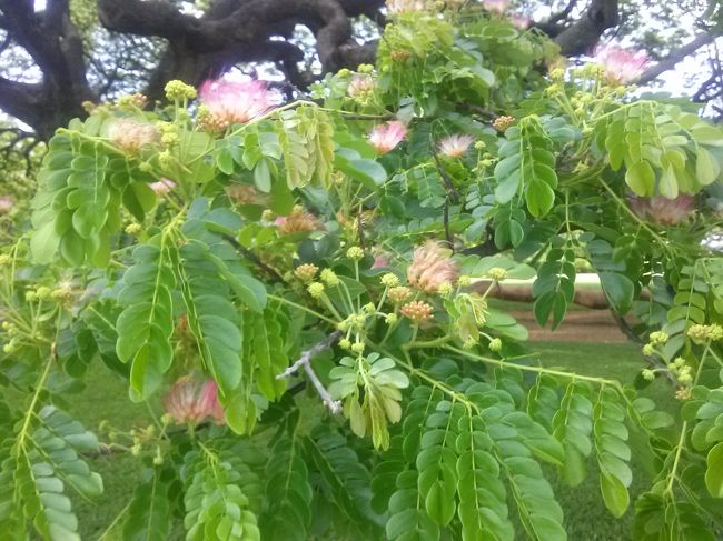 これは何だったのか、教えてもらったのに忘れてしまいました(>_<)<br /><br />・・・パンの木？？・・・違うかも。