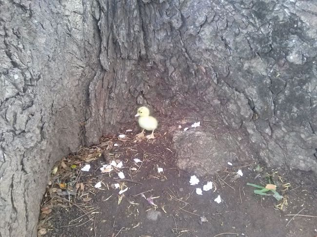 大きな木の根元になぜか鳥のヒナが！<br /><br />