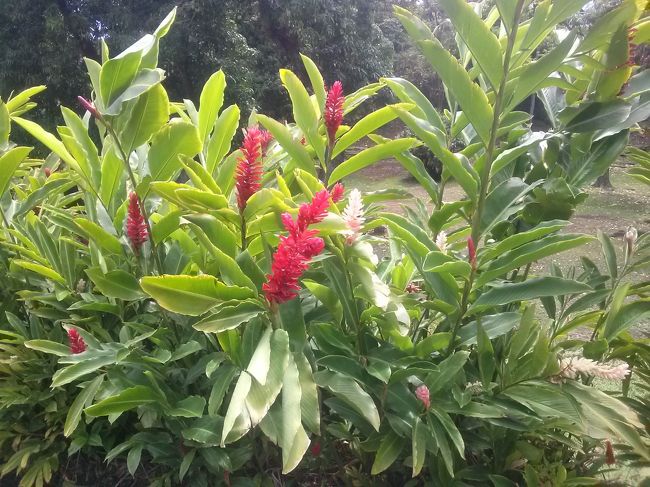 これは確かレッドジンジャー・・・だったハズ。