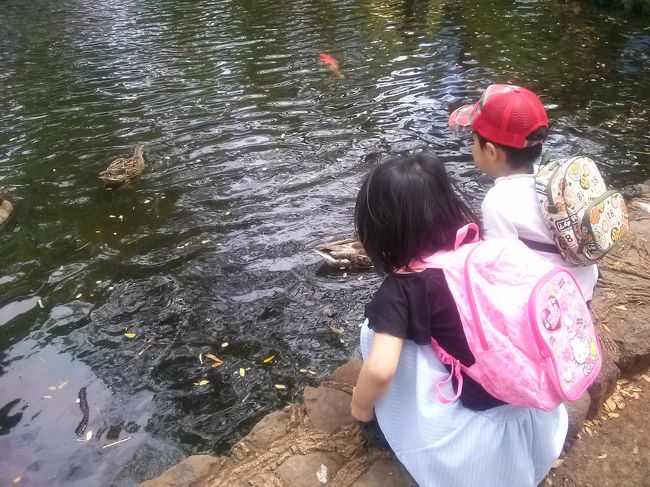 たくさんの鯉とカモ？がいました。おそらく上の写真のヒナの母鳥はこのあたりにいるのでしょう。<br />それにしても結構な距離　離れていたので、大丈夫だったのかな。<br />元気に育ってくれているといいです。<br /><br />子供達が池に落っこちないかハラハラしましたが、うれしそうに見てました。<br /><br /><br />この後はカイルアに向かう予定でしたので、ここでまたまたトイレタイムです。<br /><br />・・・アリがいっっっぱいいました。あまり綺麗とはいえないトイレでした(´・ω・`)