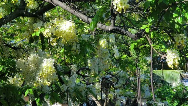 この時期満開のシャワーフラワーを眺めながらホテルに戻り、<br />この日はラナイでホテル並びのコココーブで買ったPOKEを食べました。SPICY POKE辛いけどクセになる〜。昨日家でも作ってみました。