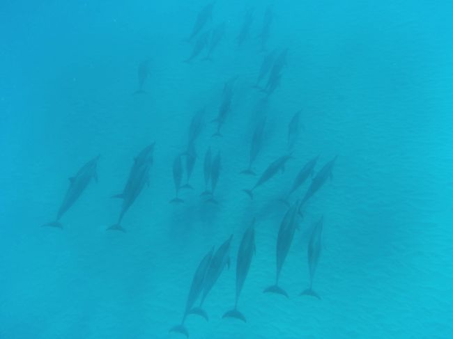 3日目。ハワイ旅行のマストになってしまったドルフィンスイム。<br />いつもシーハワイさんにお世話になっていましたが満席だったのでトラベルドンキーさんがイルカ中学さんを抑えてくれました。