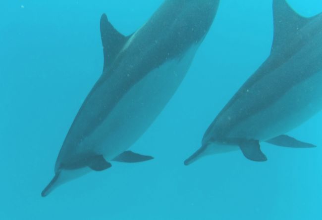 この日のお水はスーパークリア！！<br />イルカちゃんたちものんびり泳いでいて、行ったと思ったらまた戻ってきて3回目にしてやっとイルカちゃんたちに認められたような機会に恵まれました。<br /><br />カメも魚もたーくさん！！本当に毎回幸せを感じる時間です。<br />