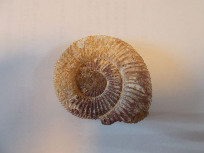 この売店でアンモナイトの化石を見つけてしまい、記念に購入しました。<br />この近辺で採れたものかは定かでありません。