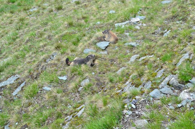 この山には、固有種のラッコのようなウサギのような動物がいます。