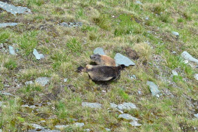 ２匹見ることができました。