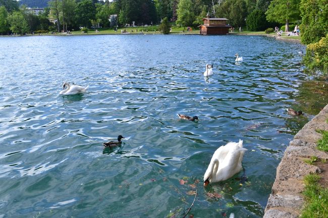 白鳥や水鳥たちもくつろいでいます。